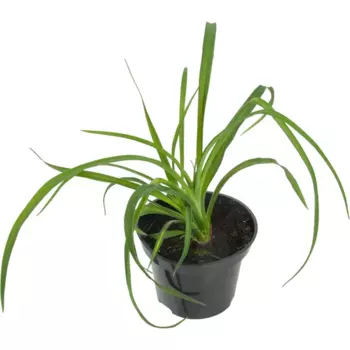 Лилейник «Бананза» 15x45 см