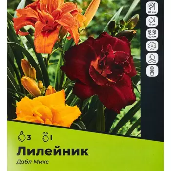 Лилейник Дабл микс разбор I 3 шт.