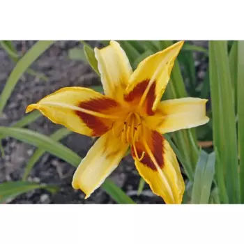 Лилейник Джерри Скаут h16 см