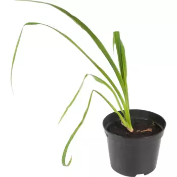 Лилейник «Франс Хальс» 15x45 см