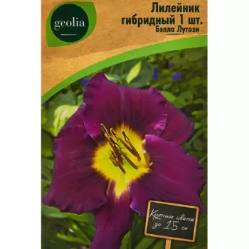 Лилейник Geolia гибридный Бэлла Лугози