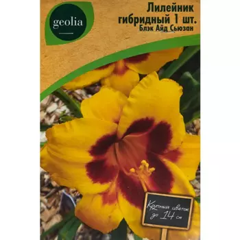 Лилейник Geolia гибридный Блэк Айд Сьюзан