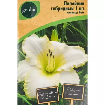 Лилейник Geolia гибридный Близард Бей
