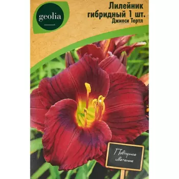 Лилейник Geolia гибридный Джипси Тертл