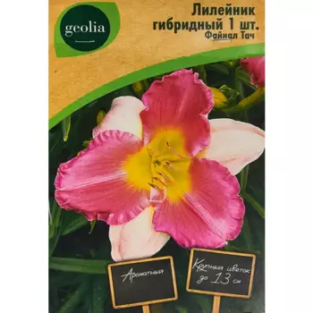 Лилейник Geolia гибридный Файнал Тач