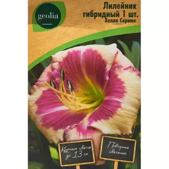 Лилейник Geolia гибридный Хелло Скриме