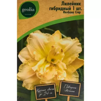 Лилейник Geolia гибридный Икебана Стар