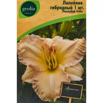 Лилейник Geolia гибридный Лаллебай Бэби