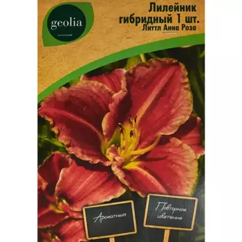 Лилейник Geolia гибридный Литтл Анна Роза