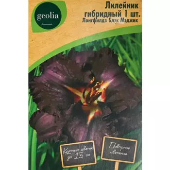 Лилейник Geolia гибридный Лонгфилдз Блэкмэджик