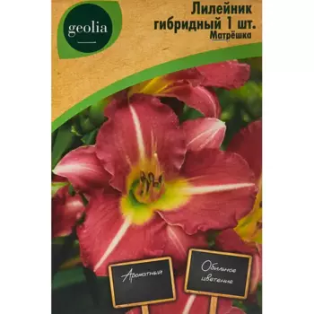 Лилейник Geolia гибридный Матрешка