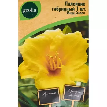 Лилейник Geolia гибридный Мини Стелла