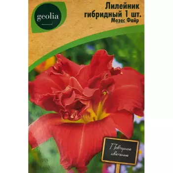 Лилейник Geolia гибридный Мозес Файр