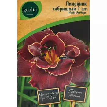 Лилейник Geolia гибридный Найт Эмберс