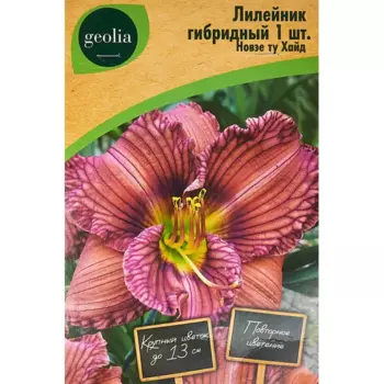 Лилейник Geolia гибридный Новэе Ту Хайд
