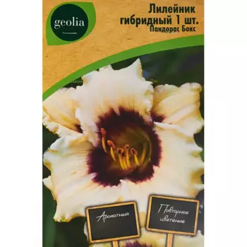 Лилейник Geolia гибридный Пандорас Бокс