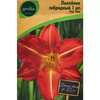 Лилейник Geolia гибридный Ред Рам