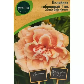Лилейник Geolia гибридный Силоам Дабл Саксесс