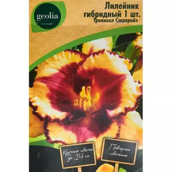 Лилейник Geolia гибридный Тропикал Сюрпрайз