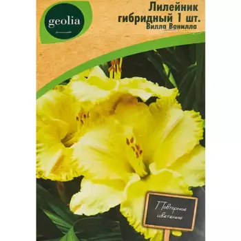 Лилейник Geolia гибридный Вилла Ванилла