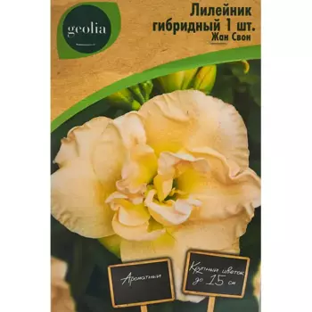 Лилейник Geolia гибридный Жан Свон