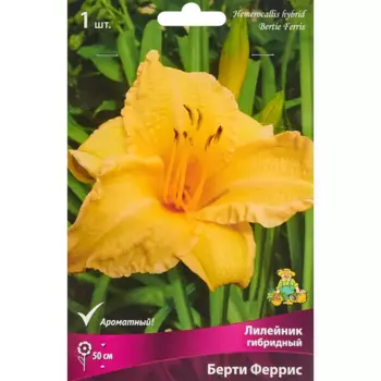 Лилейник гибридный Берти Феррис