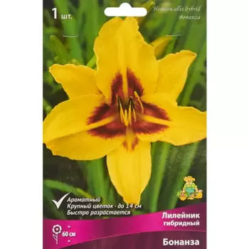 Лилейник гибридный Бонанза