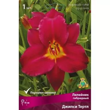 Лилейник гибридный «Джипси Тертл»