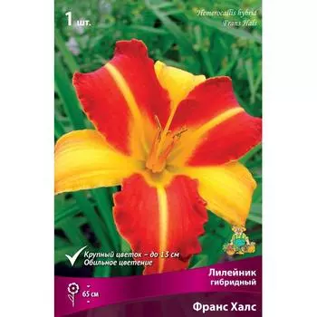 Лилейник гибридный Франс Халс