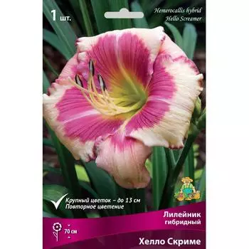 Лилейник гибридный «Хелло Скриме», 1 шт.