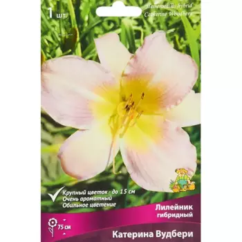Лилейник гибридный Катерина вудбери луковица I