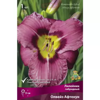 Лилейник гибридный Олвейз Афтенун I