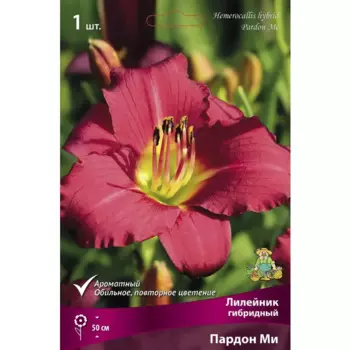 Лилейник гибридный Пардон Ми I
