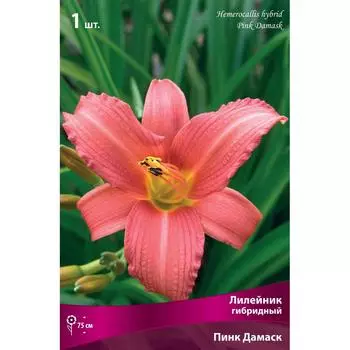 Лилейник гибридный «Пинк Дамаск»