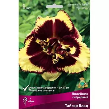 Лилейник гибридный «Тайгер Блад», 1 шт.
