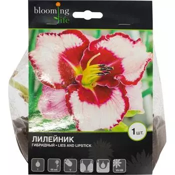 Лилейник «Лайс Энд Липстик»