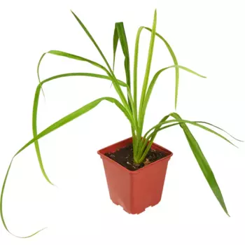 Лилейник микс 13.6 h25 см