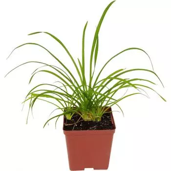 Лилейник «Найт Бекон» 15x15 см