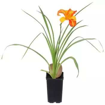 Лилейник С1 «Франц Холз»