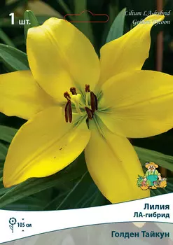 Лилии ЛА-гибриды Голден Тайкун