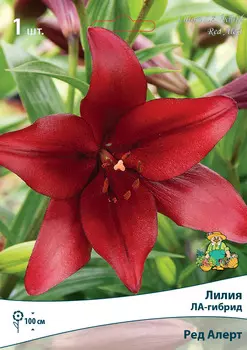 Лилии ЛА-гибриды Ред Алерт