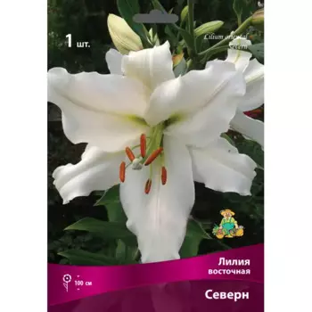 Лилии восточные Северн луковица 16/18