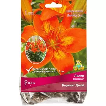 Лилия азиатская «Бернинг Джой», размер луковицы 14/16