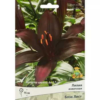 Лилия азиатская Блэк Лист