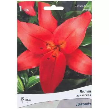 Лилия азиатская Детройт 14/16, 1 шт