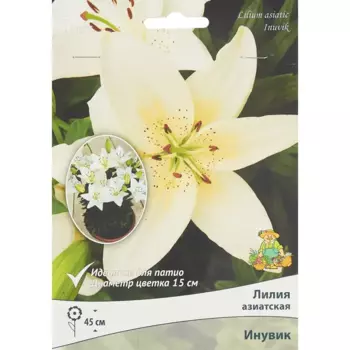 Лилия азиатская Инувик