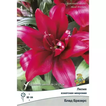 Лилия азиатская махровая Блад Бразерз,