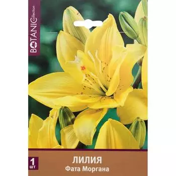 Лилия азиатская махровая «Фата Моргана»