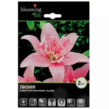 Лилия азиатская махровая «Элоди»