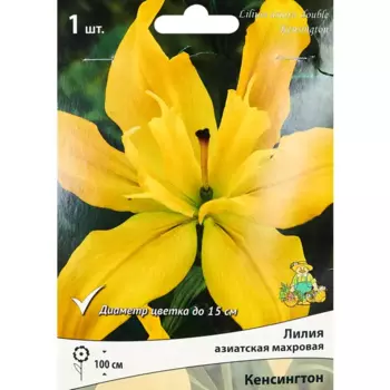 Лилия азиатская махровая Кенсингтон,